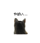 気まぐれ猫スタンプ（個別スタンプ：32）
