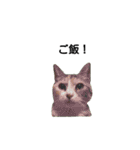 気まぐれ猫スタンプ（個別スタンプ：38）