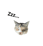 気まぐれ猫スタンプ（個別スタンプ：40）