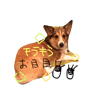 サラちゃんのスタンプ（個別スタンプ：4）