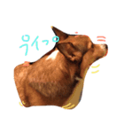 サラちゃんのスタンプ（個別スタンプ：6）