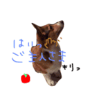 サラちゃんのスタンプ（個別スタンプ：10）
