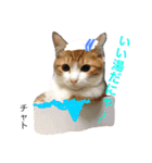 猫夢堂の猫さん達（個別スタンプ：1）