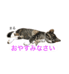 猫夢堂の猫さん達（個別スタンプ：2）