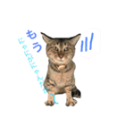 猫夢堂の猫さん達（個別スタンプ：3）