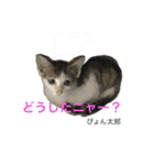 猫夢堂の猫さん達（個別スタンプ：4）