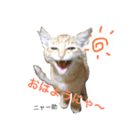 猫夢堂の猫さん達（個別スタンプ：5）