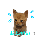 猫夢堂の猫さん達（個別スタンプ：6）