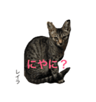 猫夢堂の猫さん達（個別スタンプ：7）