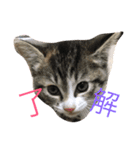 猫夢堂の猫さん達（個別スタンプ：8）