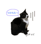 猫夢堂の猫さん達（個別スタンプ：9）