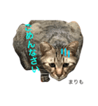 猫夢堂の猫さん達（個別スタンプ：10）