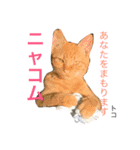 猫夢堂の猫さん達（個別スタンプ：11）