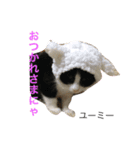 猫夢堂の猫さん達（個別スタンプ：12）