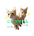 猫夢堂の猫さん達（個別スタンプ：13）