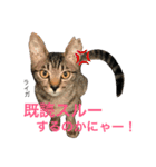 猫夢堂の猫さん達（個別スタンプ：14）
