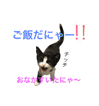 猫夢堂の猫さん達（個別スタンプ：15）