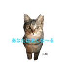 猫夢堂の猫さん達（個別スタンプ：16）