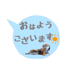 ビーグル犬の吹き出しスタンプ（個別スタンプ：1）