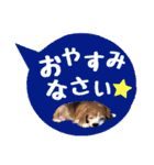 ビーグル犬の吹き出しスタンプ（個別スタンプ：2）