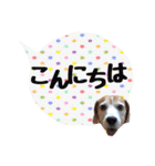 ビーグル犬の吹き出しスタンプ（個別スタンプ：3）