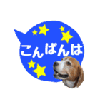 ビーグル犬の吹き出しスタンプ（個別スタンプ：4）
