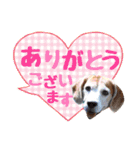 ビーグル犬の吹き出しスタンプ（個別スタンプ：5）