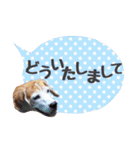 ビーグル犬の吹き出しスタンプ（個別スタンプ：6）