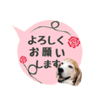 ビーグル犬の吹き出しスタンプ（個別スタンプ：7）