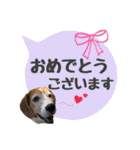 ビーグル犬の吹き出しスタンプ（個別スタンプ：8）