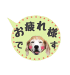 ビーグル犬の吹き出しスタンプ（個別スタンプ：9）