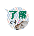 ビーグル犬の吹き出しスタンプ（個別スタンプ：11）