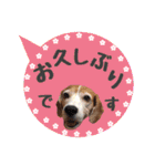 ビーグル犬の吹き出しスタンプ（個別スタンプ：12）