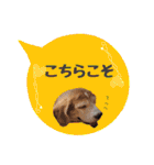 ビーグル犬の吹き出しスタンプ（個別スタンプ：13）