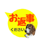 ビーグル犬の吹き出しスタンプ（個別スタンプ：14）