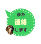 ビーグル犬の吹き出しスタンプ（個別スタンプ：17）