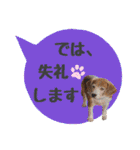 ビーグル犬の吹き出しスタンプ（個別スタンプ：18）