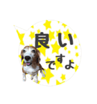 ビーグル犬の吹き出しスタンプ（個別スタンプ：19）