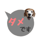 ビーグル犬の吹き出しスタンプ（個別スタンプ：20）