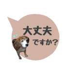 ビーグル犬の吹き出しスタンプ（個別スタンプ：23）