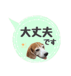 ビーグル犬の吹き出しスタンプ（個別スタンプ：24）