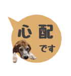ビーグル犬の吹き出しスタンプ（個別スタンプ：25）