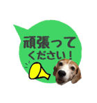 ビーグル犬の吹き出しスタンプ（個別スタンプ：26）