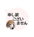 ビーグル犬の吹き出しスタンプ（個別スタンプ：27）