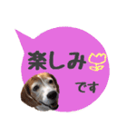 ビーグル犬の吹き出しスタンプ（個別スタンプ：29）