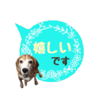ビーグル犬の吹き出しスタンプ（個別スタンプ：30）