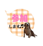 ビーグル犬の吹き出しスタンプ（個別スタンプ：31）