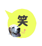 ビーグル犬の吹き出しスタンプ（個別スタンプ：33）
