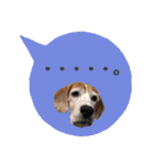 ビーグル犬の吹き出しスタンプ（個別スタンプ：34）