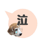 ビーグル犬の吹き出しスタンプ（個別スタンプ：36）
